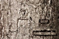 /album/arecheologia/img-0931t-r-jpg1/