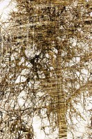 /album/natura-texture/img-1117-vvvvvrrrr-jpg/