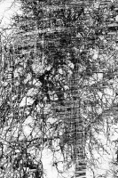 /album/natura-texture/img-1117-vvvvvrrrr-ddf-ff-jpg/