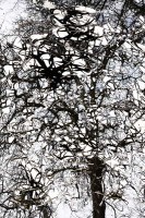 /album/natura-texture/img-1117-gt-jpg/