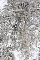 /album/natura-texture/img-1117-gt-gt-ggg-jpg/