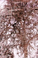 /album/natura-texture/img-1117-vvvvv-hhh-jpg/