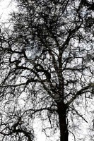 /album/natura-texture/img-1117-gt-gt-jpg/